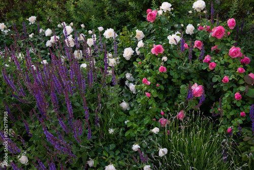 Blooming Garden with Roses and Lavender in Full Display