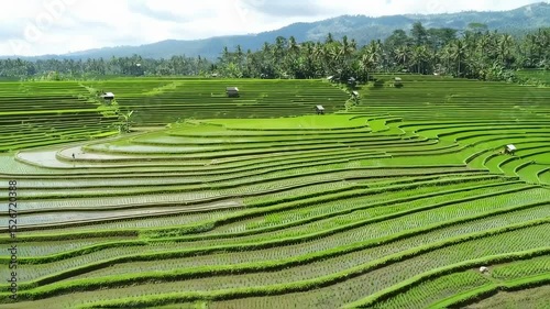 Stunning Aerial View of Lush Green Rice Terraces in Bali, Indonesia A Breathtaking Landscape of Agriculture