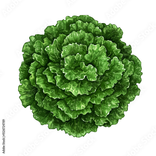 2D flat A Garden Lettuce Plant illustration vector, isolated on a white background.