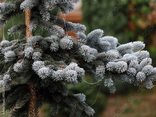 Frosted pine branches with needles