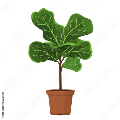 A Fiddle Leaf Fig Plant illustration vector 2D flat, isolated on a white background.