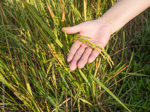 Touch of Nature: A Hand and a Rice Ear in the Middle of a Paddy Field