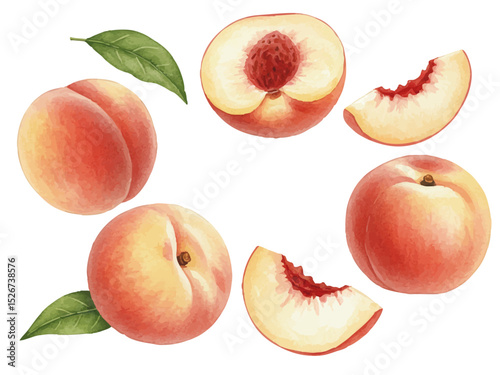 Vector watercolor peach / 水彩テイストの白桃イラスト