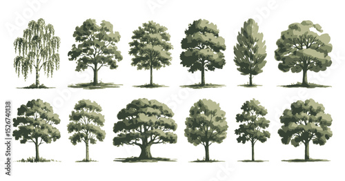 Set of Twelve Different Trees in a Variety of Shapes and Sizes Isolated on a White Background in a Vector Style Illustration