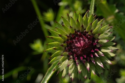 Carduus nutans, Musk thistle, Nodding thistle, Nodding plumeless thistle 