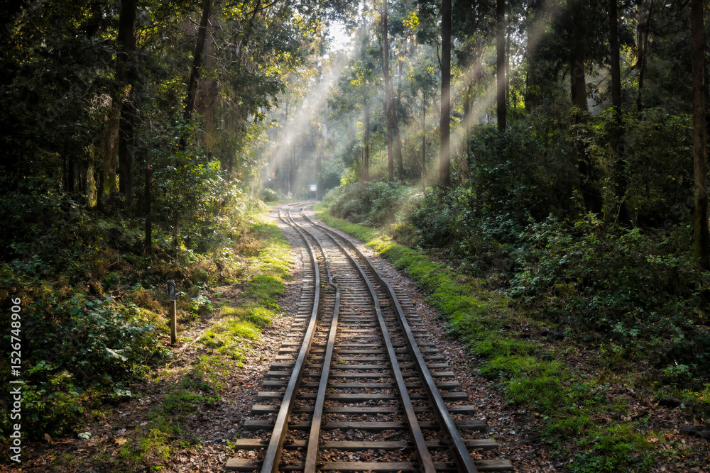 Obraz premium Peaceful Railway Through a Sunlit Forest Path