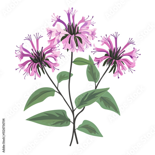 A Bee Balm Bouquet vector 2D flat illustration, isolated on a white background.