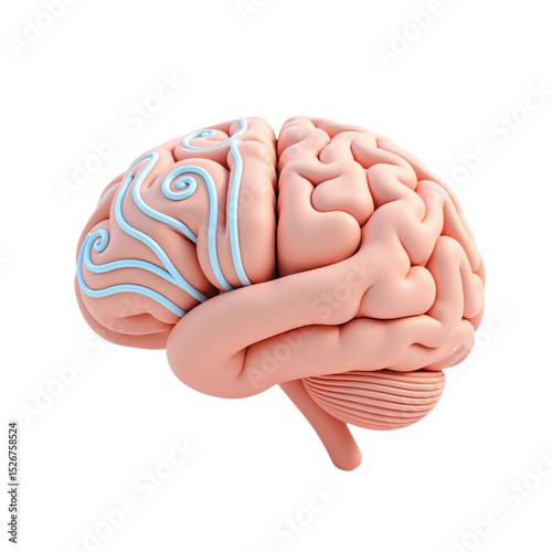 Stylized 3D render of a human brain. Perfect for medical, educational, or science-related projects. Ideal for websites, presentations, and publications.