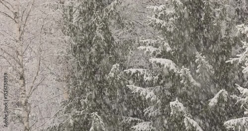 The heavy snowfall in a wild park, winter fairy tale in the forest, snow-covered tree branches, large flakes of snow are slowly falling, nobody, snow storm, blizzard