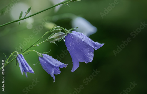 Softer minimal Fokus, blaue Glockenblumen photo