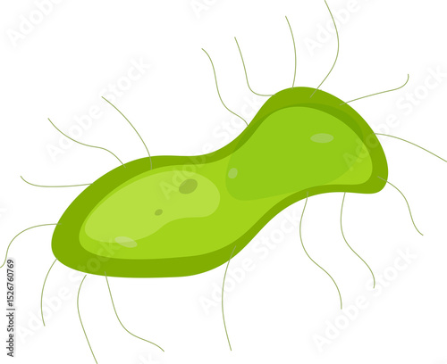 Bacteria shapes.
