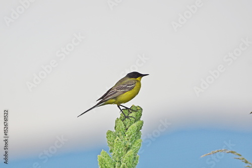 Western yellow wigtail in the last light of day. Motacilla flava