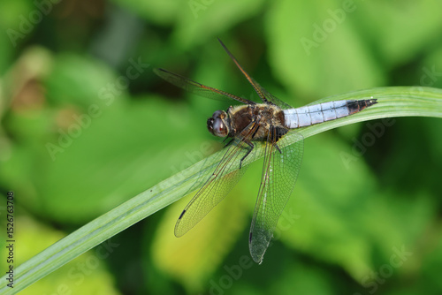 A Scarce Chaser Dragonfly, Libellula fulva, resting on a Reed.