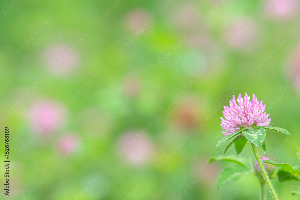 Obraz premium 雨露を纏うムラサキツメクサ（レッドクローバー）の花をマクロ撮影 みどり市の初夏を彩る瑞々しいピンクの野草と柔らかな玉ボケ背景 