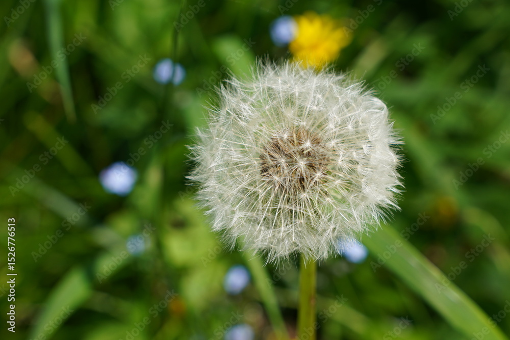 Obraz premium Pusteblume am Wegesrand