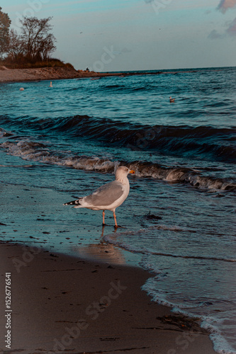 Fototapeta Naklejka Na Ścianę i Meble -  Seagulls on the beach
