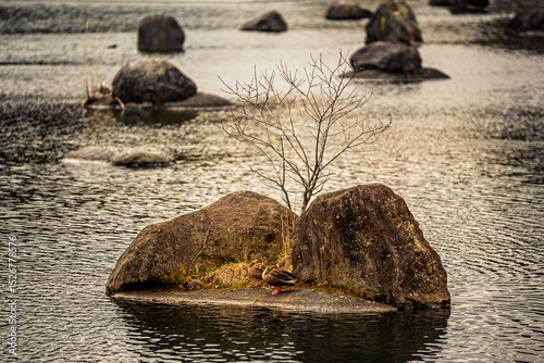 birds on the beach