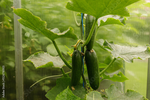 Organic cucumbers growing o...