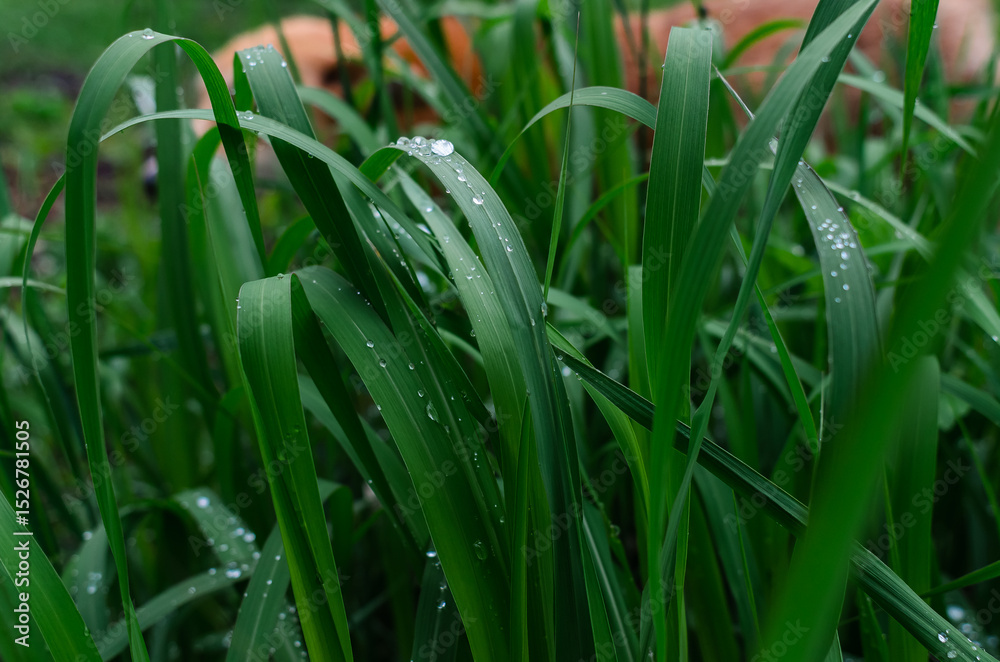 Obraz premium Green grass close-up with raindrops. Big dog sleeping behind the grass, blurred background. Stray animal problem.