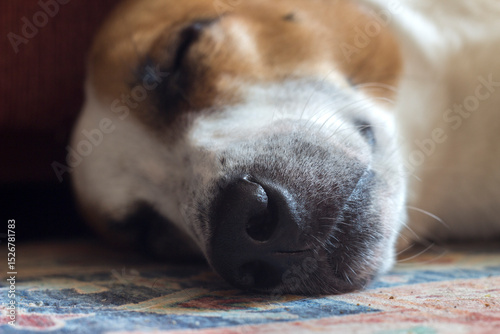 Close-up of a sleeping dog's face. The dog lies on the carpet with its eyes closed. The black nose and part of the face with brown and white fur are visible. The setting creates an atmosphere of peace