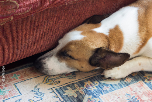 A sleeping dog with short brown and white fur. It lies on a patterned carpet next to a sofa or chair. The dog looks calm, with its head under the piece of furniture.