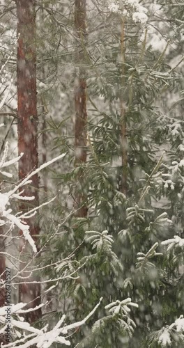The heavy snowfall in a wild park, winter fairy tale in the forest, snow-covered tree branches, large flakes of snow are slowly falling, nobody, snow storm, blizzard