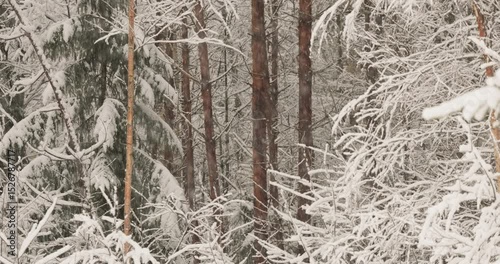 The heavy snowfall in a wild park, winter fairy tale in the forest, snow-covered tree branches, large flakes of snow are slowly falling, nobody, snow storm, blizzard