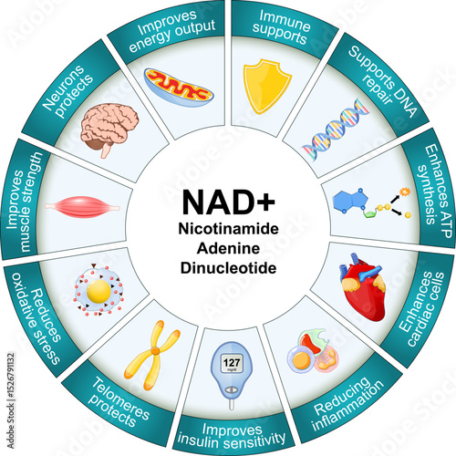 NAD and Aging process