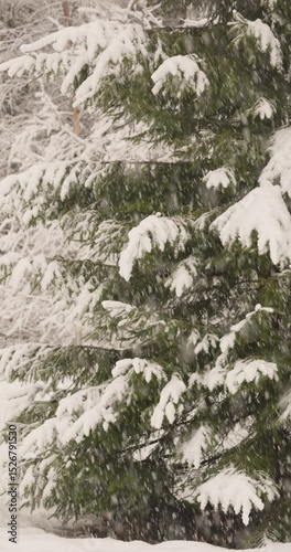 The heavy snowfall in a wild park, winter fairy tale in the forest, snow-covered tree branches, large flakes of snow are slowly falling, nobody, snow storm, blizzard