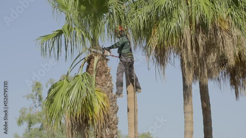 This video shows a tree trimmer, high up in a tropical palm tree as he saws palm leaves off with his tool.