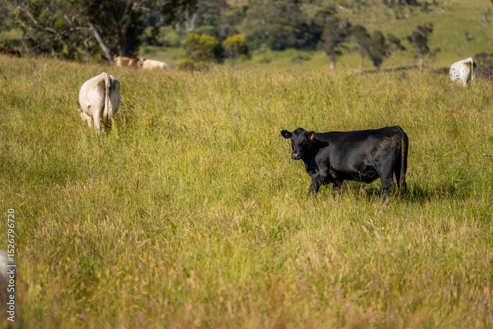 Fototapeta premium wagyu angus cows Mixed Herd of Healthy Beef Cattle Grazing on Lush Green Pasture. Regenerative Sustainable Australian Agriculture, Responsible Livestock Farming, and Natural Environment in Australia