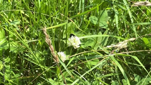 butterfly on the grass
