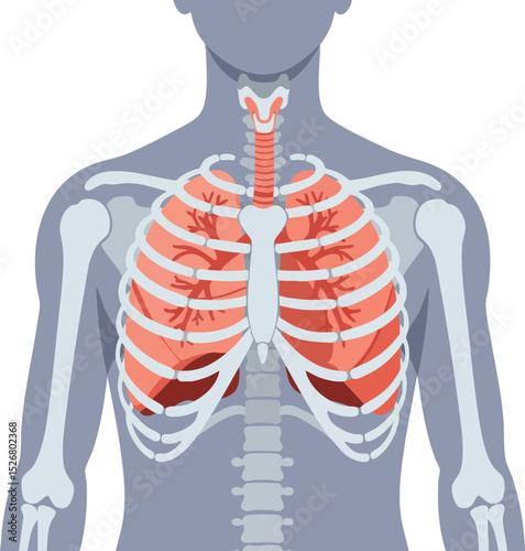 Human respiratory system anatomy showing lungs and rib cage in medical vector illustration design 