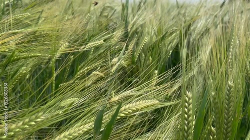 green wheat field