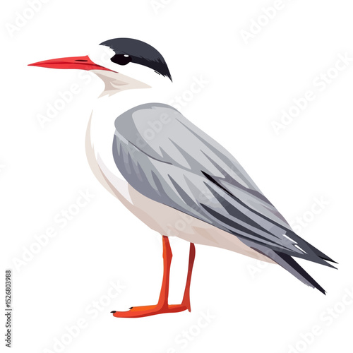 2D flat Tern Close Up vector illustration, isolated on a white background.