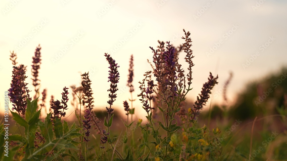 Obraz premium Wildflowers at sunset, Evening meadow with purple blossoms, Peaceful nature landscape, Summer field in golden hour, Tranquil sunset among grasses, Blooming plants in soft sunlight, Serene countryside