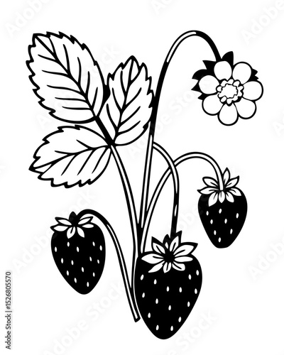 Line Art Illustration of Strawberry Plant with Berries and Flower