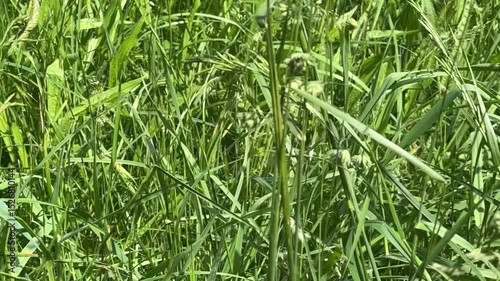 green grass background
