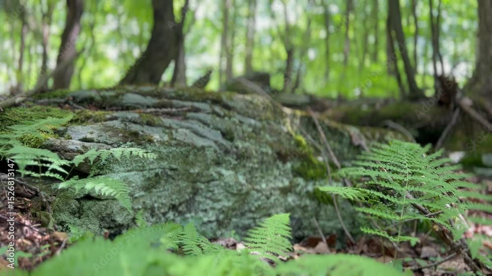 Hiker Walking Through Woods Toward Camera Stepping on Rock and Ferns with Forest Background and Cinematic Focus Shift Hiker Walking Through Woods Toward Camera Stepping on Rock and Ferns with Forest Background and Cinematic Focus Shift