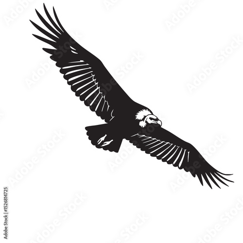 Majestic Andean Condor in Flight A Black and White Illustration