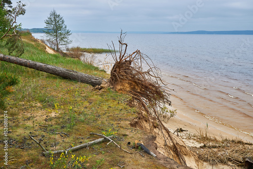 Obraz na plátně Coastal erosion with fallen tree on sandy lake shore.