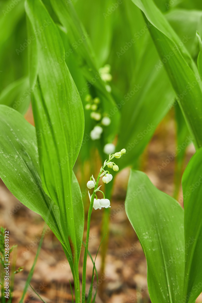 Fototapeta premium Lush Cluster of Lily of the Valley