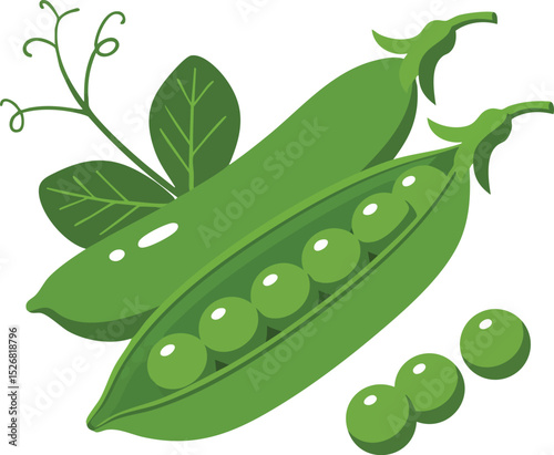 Green pea pods with peas and leaves fresh vegetable healthy food illustration vector art 