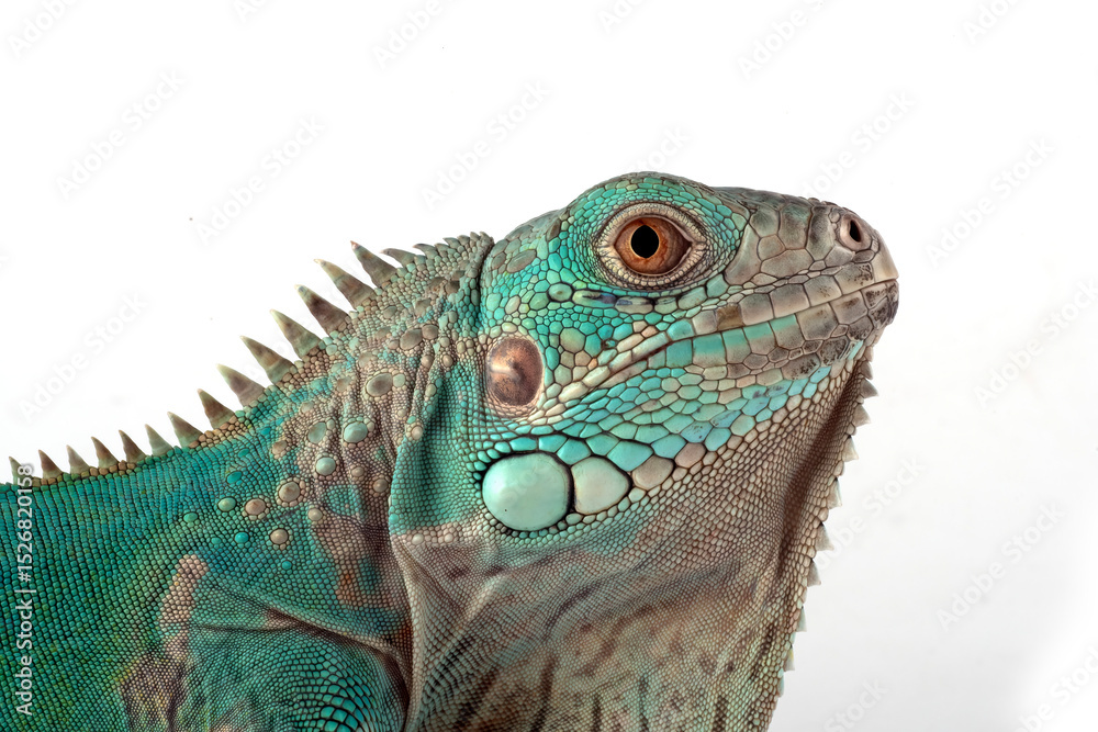 Fototapeta premium Blue iguana on white background