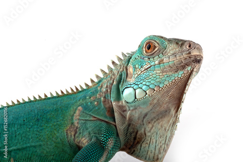 Blue iguana on white background