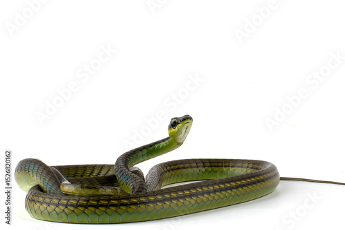 The beautiful bronzeback tree snake(Dendrelaphis formosus) on white background