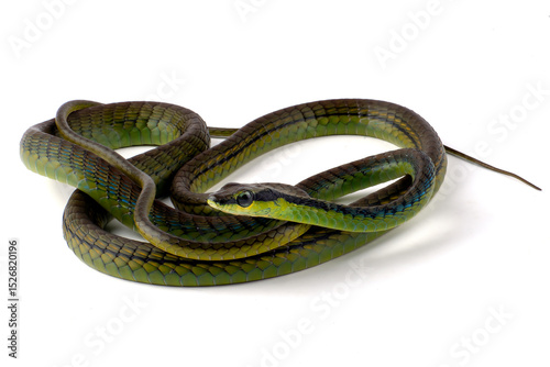 The beautiful bronzeback tree snake(Dendrelaphis formosus) on white background