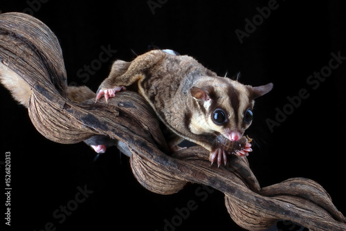 Sugar glider eating a insect while carrying its baby