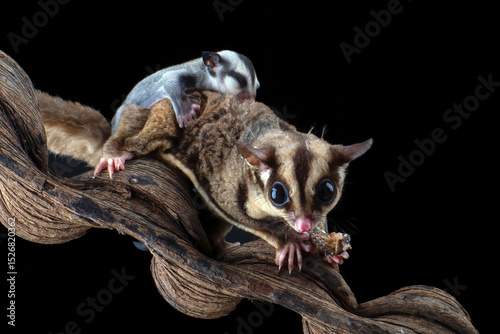 Sugar glider eating a insect while carrying its baby