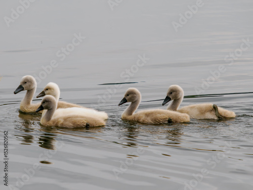 Fototapeta Naklejka Na Ścianę i Meble -  family of swans